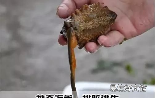 海豬長什么樣子，海豬是什么可以吃嗎