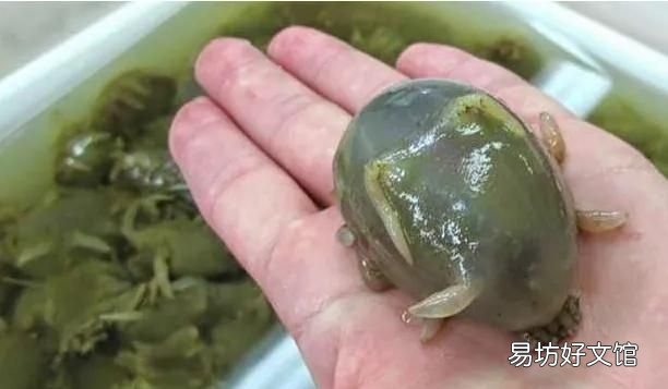 海豬長什么樣子，海豬是什么可以吃嗎