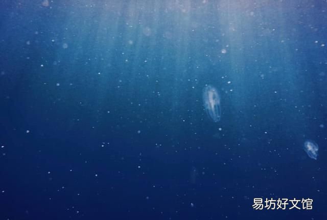 海豬長什么樣子，海豬是什么可以吃嗎