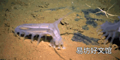 海豬長什么樣子，海豬是什么可以吃嗎
