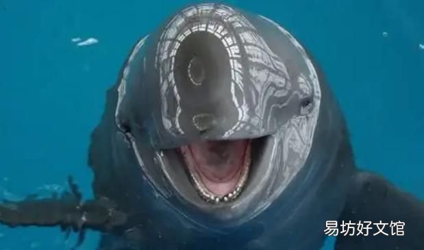 海豬長什么樣子，海豬是什么可以吃嗎