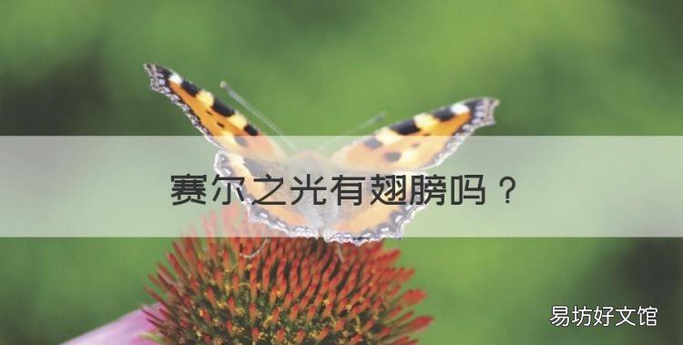 赛尔之光有翅膀,塞尔之光怎么转换职业