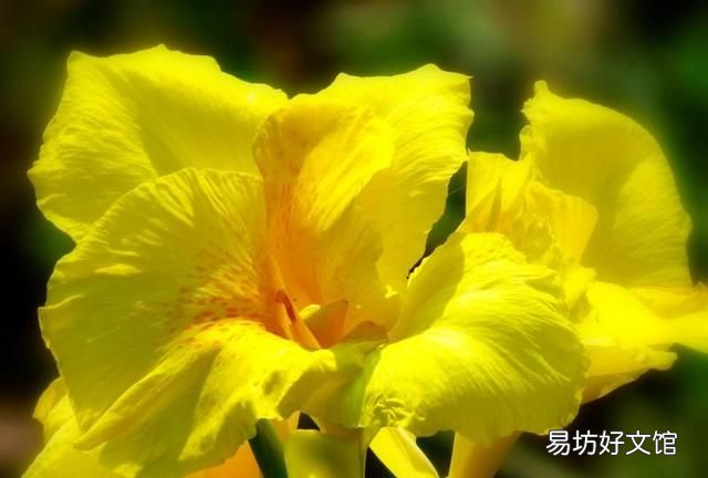 美人蕉花语,美人蕉开花难?如何让美人蕉开话又大又鲜艳?