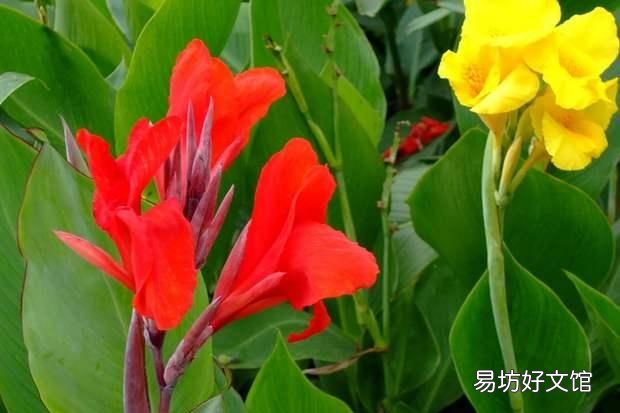 美人蕉花语,美人蕉开花难?如何让美人蕉开话又大又鲜艳?