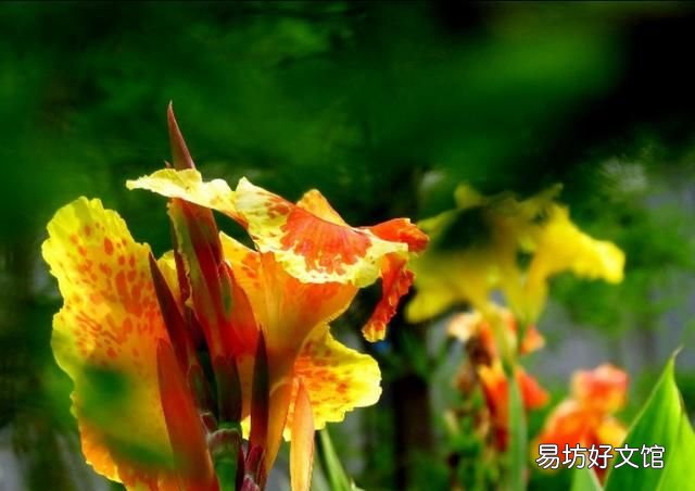 美人蕉花语,美人蕉开花难?如何让美人蕉开话又大又鲜艳?