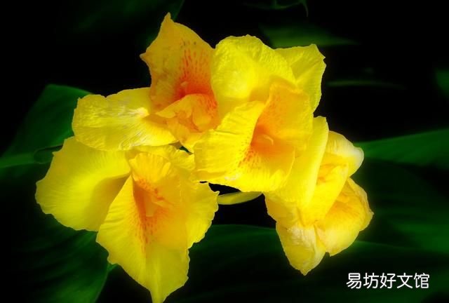 美人蕉花语,美人蕉开花难?如何让美人蕉开话又大又鲜艳?