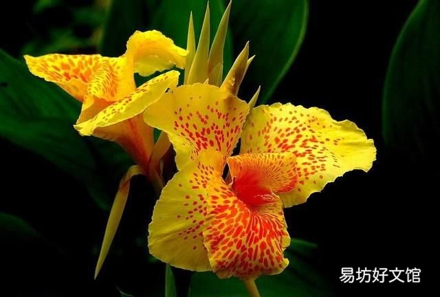 美人蕉花语,美人蕉开花难?如何让美人蕉开话又大又鲜艳?
