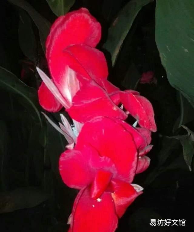 美人蕉花语,美人蕉开花难?如何让美人蕉开话又大又鲜艳?