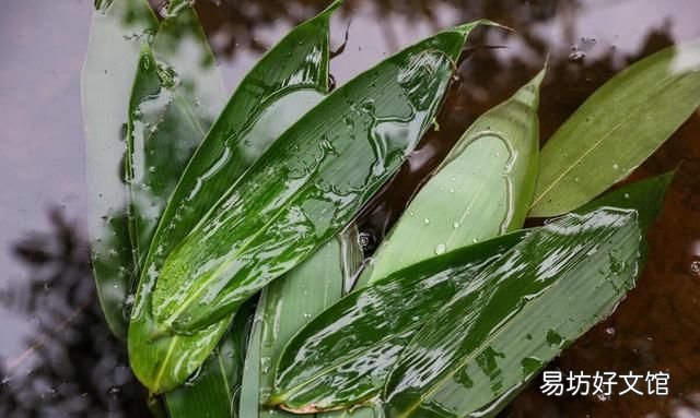 粽叶泡还是煮?牢记这“3步”,粽叶柔软又有韧性,不断裂不漏米