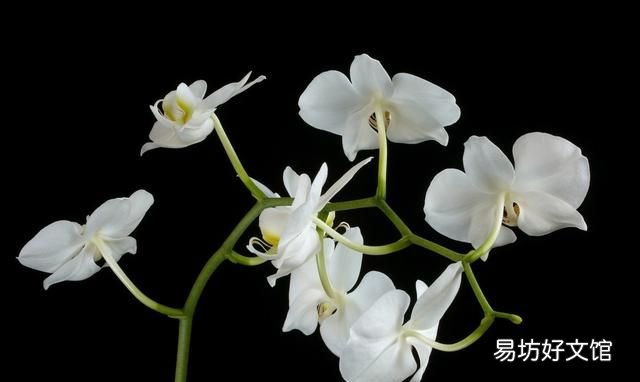 农历一月到九月,各有一种花草代言人!桃花几月,杏花几月?