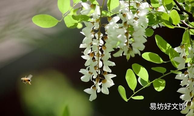 农历一月到九月,各有一种花草代言人!桃花几月,杏花几月?