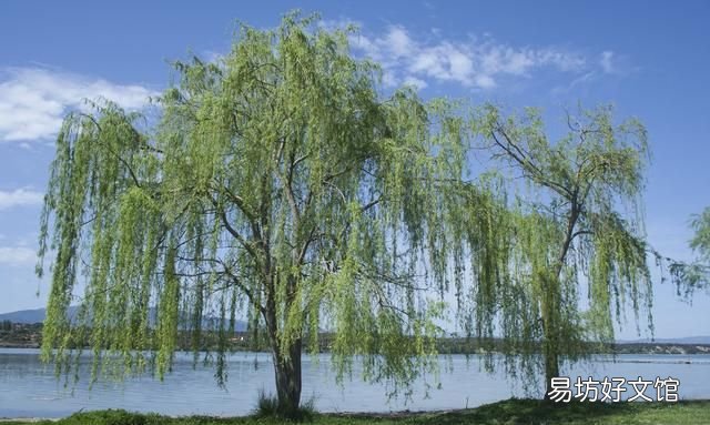 农历一月到九月,各有一种花草代言人!桃花几月,杏花几月?