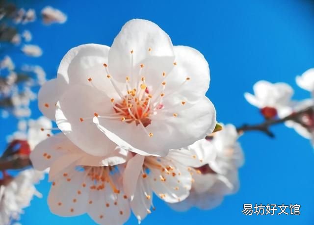 农历一月到九月,各有一种花草代言人!桃花几月,杏花几月?