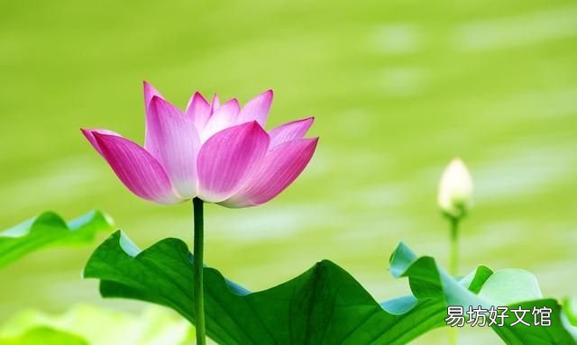 农历一月到九月,各有一种花草代言人!桃花几月,杏花几月?