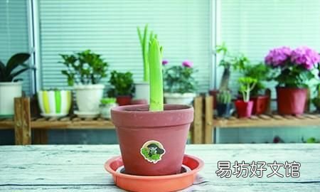 风信子有毒吗？风信子适合在室内种植吗？