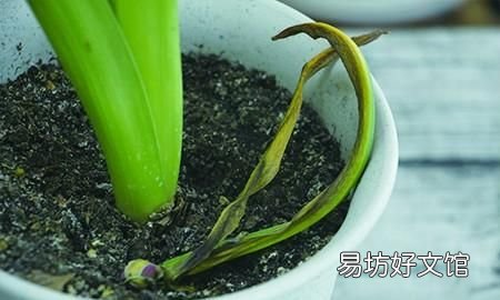 风信子有毒吗？风信子适合在室内种植吗？