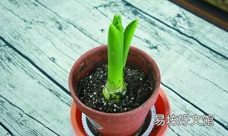 风信子有毒吗？风信子适合在室内种植吗？