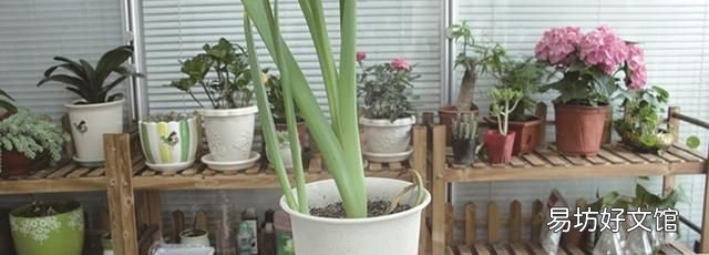 风信子有毒吗？风信子适合在室内种植吗？