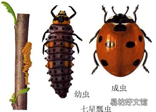 七星瓢虫吃什么,七星瓢虫是益虫还是害虫?