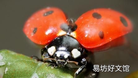 七星瓢虫吃什么,七星瓢虫是益虫还是害虫?