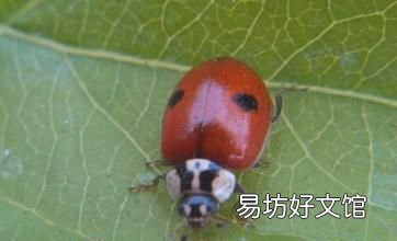 七星瓢虫吃什么,七星瓢虫是益虫还是害虫?