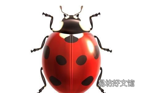 七星瓢虫吃什么,七星瓢虫是益虫还是害虫?