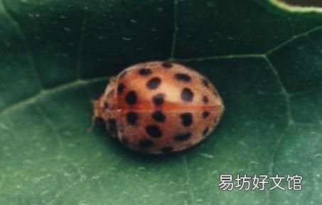 七星瓢虫吃什么,七星瓢虫是益虫还是害虫?