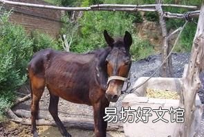 为什么骡子不能生育?看看马和驴都做了什么?