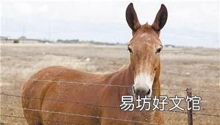 为什么骡子不能生育?看看马和驴都做了什么?
