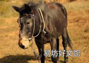 为什么骡子不能生育?看看马和驴都做了什么?