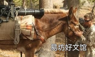 为什么骡子不能生育?看看马和驴都做了什么?