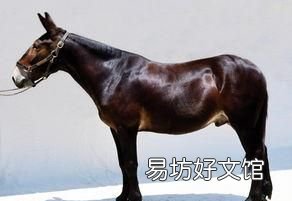 为什么骡子不能生育?看看马和驴都做了什么?