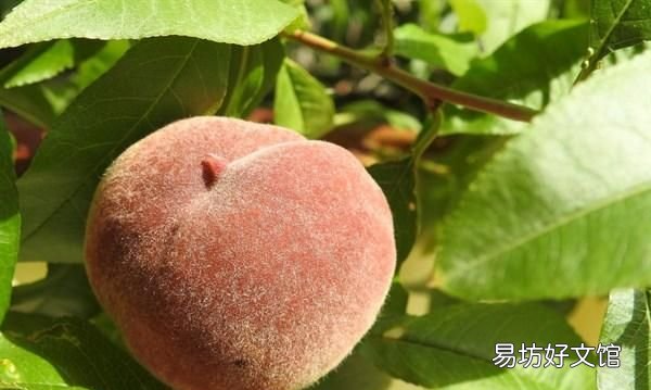 如何快速催熟桃子