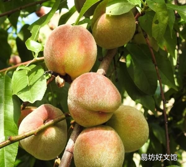 如何快速催熟桃子