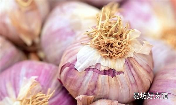 土豆大蒜发芽了怎么吃 发芽的土豆大蒜生姜还能吃吗