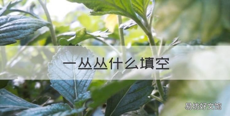 一丛丛什么填空,一丛什么填空词语