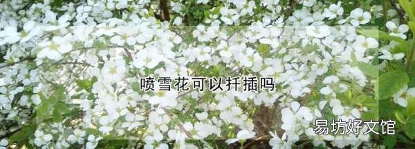 喷雪花几月扦插,蓝雪花可不可以扦插