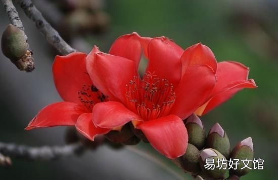 木棉花的花语,木棉花的春天