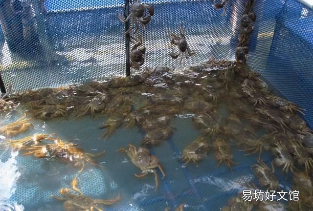 在哪里买阳澄湖大闸蟹