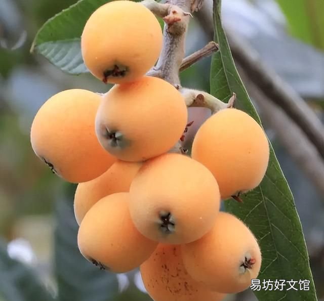 南方有哪些水果 南方人最爱吃的6种水果，杨桃上榜，看完一点都不像南方人