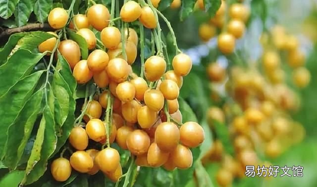 南方有哪些水果 南方人最爱吃的6种水果，杨桃上榜，看完一点都不像南方人