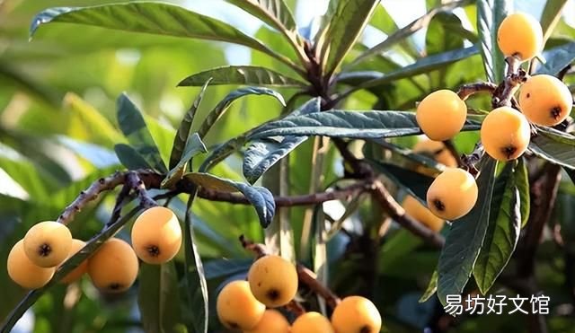 南方有哪些水果 南方人最爱吃的6种水果，杨桃上榜，看完一点都不像南方人