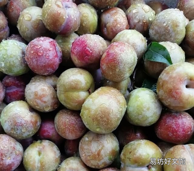 南方有哪些水果 南方人最爱吃的6种水果，杨桃上榜，看完一点都不像南方人