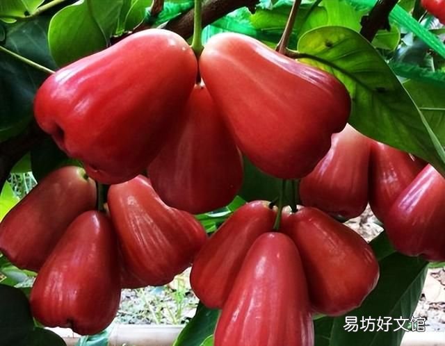 南方有哪些水果 南方人最爱吃的6种水果，杨桃上榜，看完一点都不像南方人