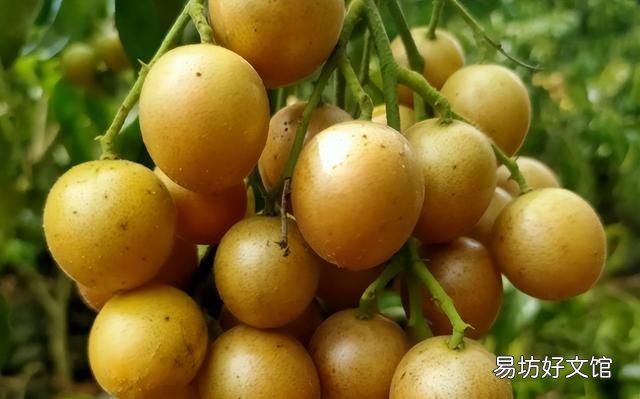 南方有哪些水果 南方人最爱吃的6种水果，杨桃上榜，看完一点都不像南方人