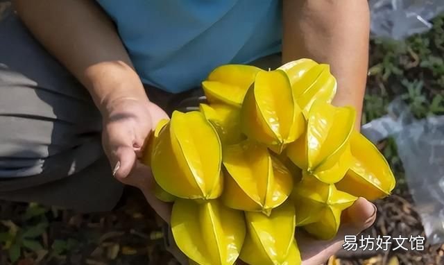 南方有哪些水果 南方人最爱吃的6种水果，杨桃上榜，看完一点都不像南方人