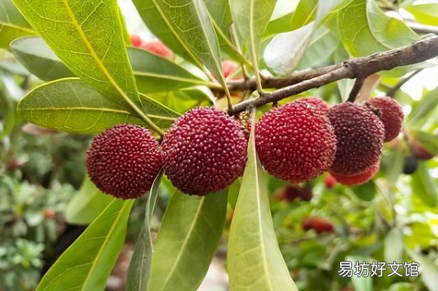 南方有哪些水果 南方人最爱吃的6种水果，杨桃上榜，看完一点都不像南方人