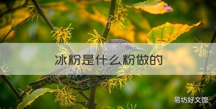 冰粉是啥,冰粉是什么粉做的