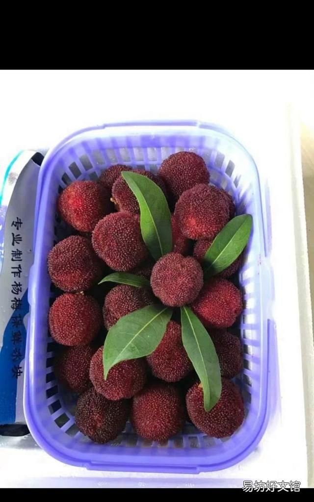 南方水果大全,现在南方什么水果最好吃