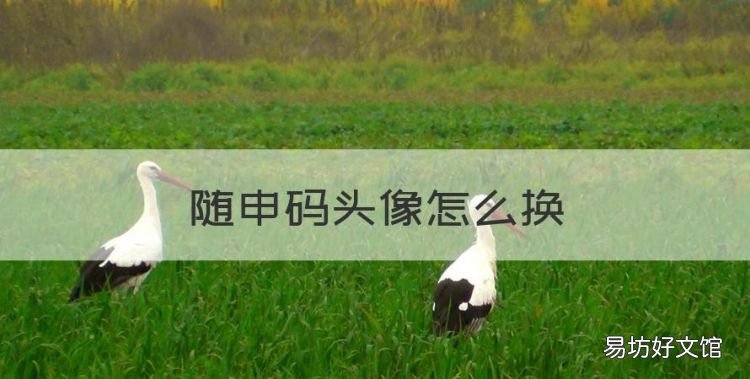 随申码头像怎么换